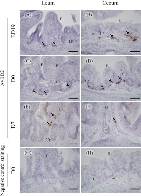 avbds|Changes in the Expression of Avian β.